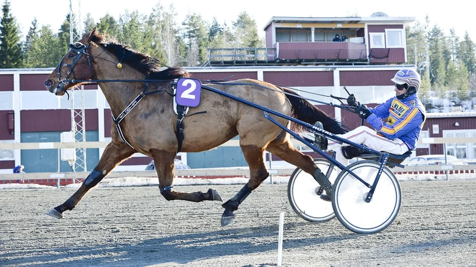 Priamo Caf lottades till ett drömläge när Bodentravet kör midnattstrav med V75 på lördag. Foto: Carina Kvist
