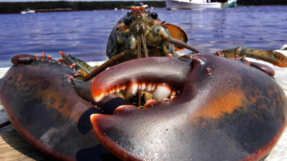 En hummer från Maine, USA. Arkivbild