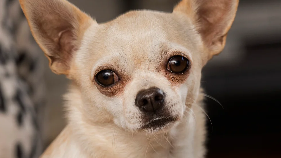 Trend. Chihuahua är en hundras som många yngre föredrar att skaffa enligt Folksam.