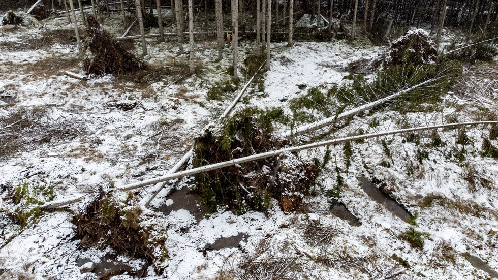Granbarkborrens framfart har dödat i princip alla granar i vissa naturreservat i länet.