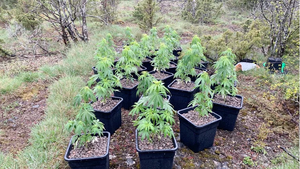 Vid en tävling i maj hittade orienterare cannabisplantor i skogen nära Traume IP.