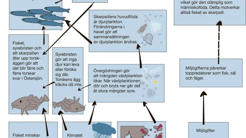 Nyttiga ekosystem. Mia Sköld vill gärna att vi förstår hur allting hänger ihop i naturen.