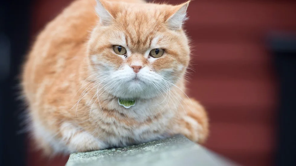 Katten på bilden har inget med händelsen att göra.