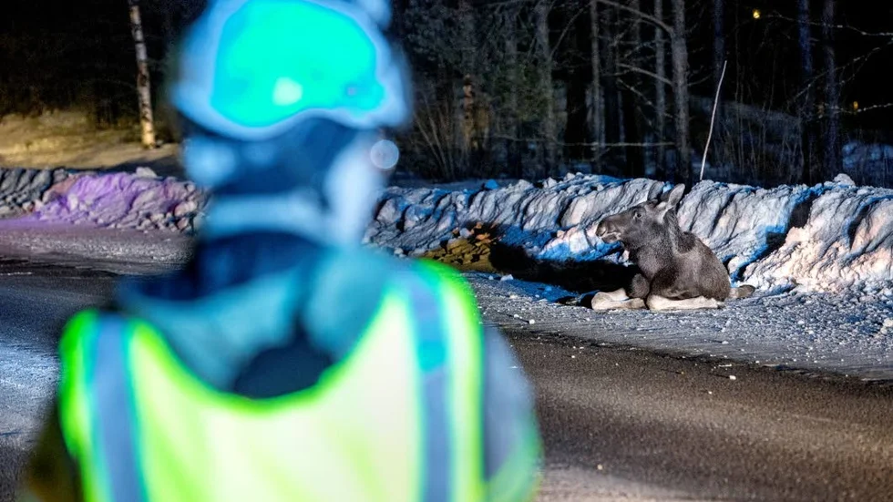 Av viltolyckorna i Norrbotten förra året inträffade 278 stycken med en älg.