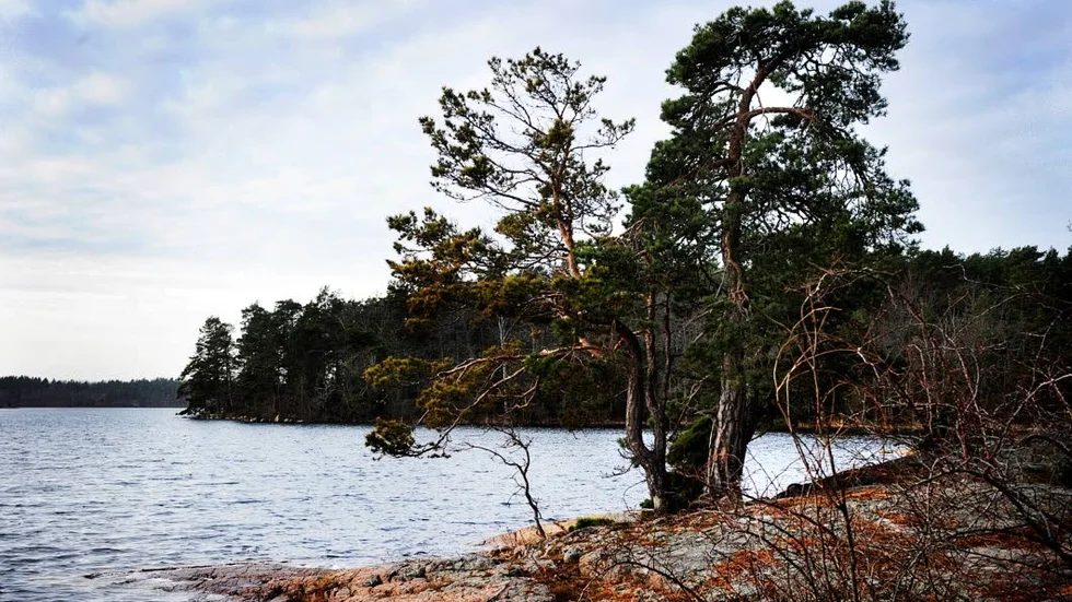 Skavdö är en karg ö, skogbevuxen ända ner mot vattnet.