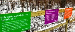 Kommunen låter parksliden växa i fred i flera områden