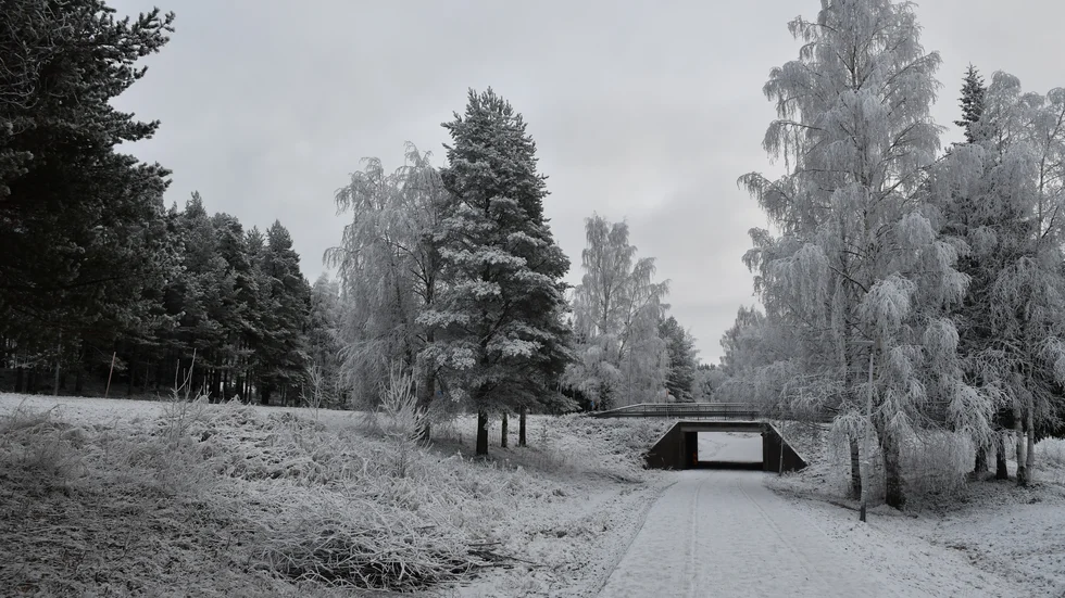 Allt inbäddat i frost.