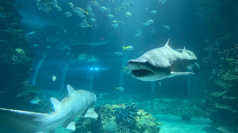 Två stycken sandtigerhajar har hittat ny bostad på Tropicarium.