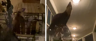 Mården på Motala lasarett ännu på fri fot (tass) "En fenomenal klättrare"