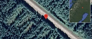 Renar på vägen på E10