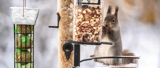 Läsarbilden: Hungrig ekorre   