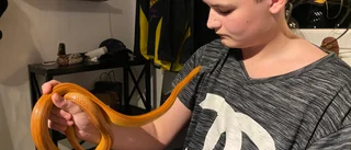 Måns favoritorm Doris är klart smartare än Britt-Marie