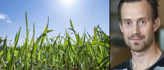 Hårt slag mot ekobönder – stödpengar dröjer • ”Ännu en gång så åker det ekologiska lantbruket sist ner i kön”