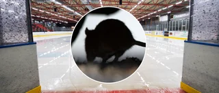 Råttor invaderade Rosvalla – men sågs av få: "Det är ju inte så att de vill sitta på läktaren och kolla på hockey"