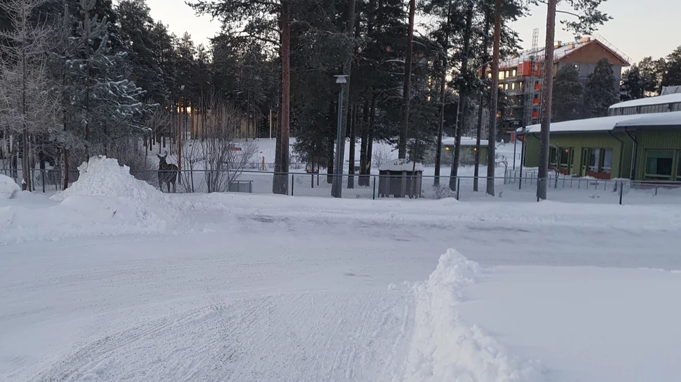 Kjell Andersson blev något förvånad över att se en älgko med kalv inne på förskolan.