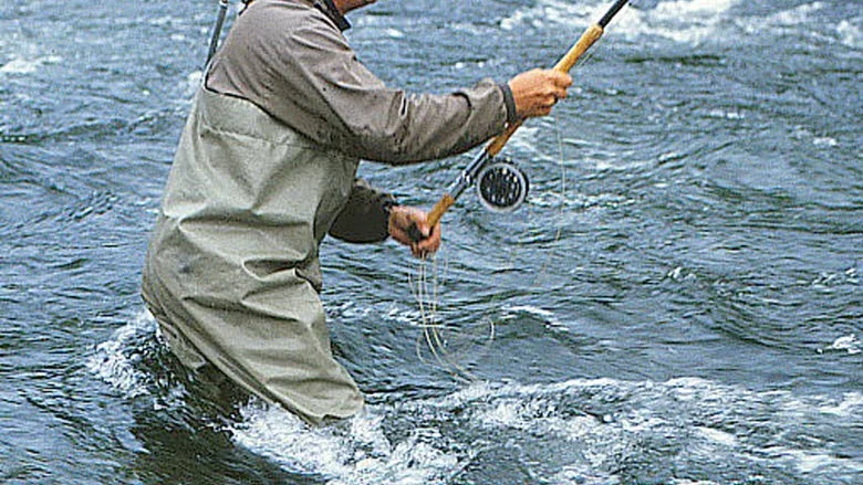 Känslig art. Laxen är en ömtålig fisk som kräver god fiskevård.