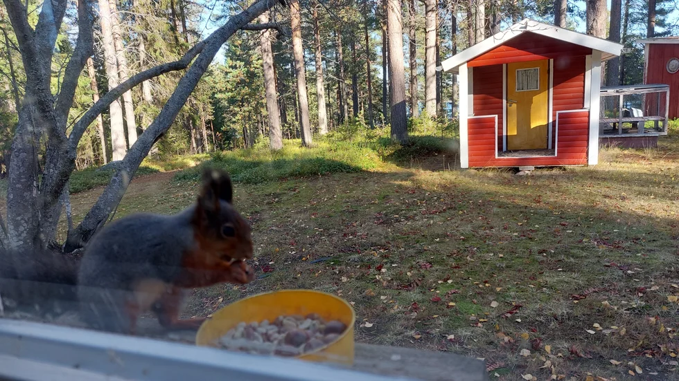 Ekorren mumsar utanför fönstret.