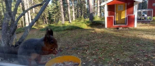 Läsarbilden: Ekorren i vinterpäls