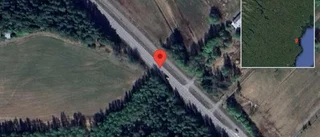 Djur på vägen på väg 829