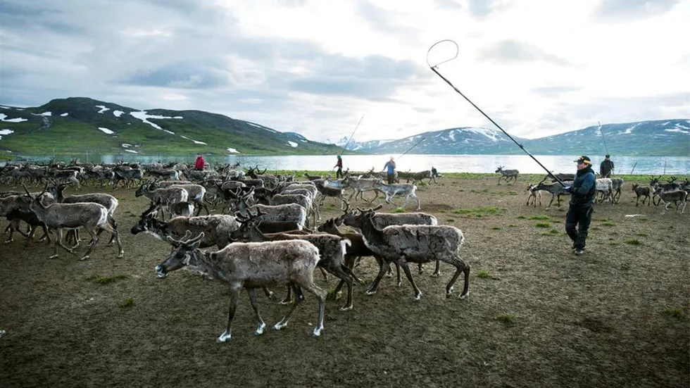 SSR och fyra samebyar följer upp Girjasdomen med att stämma staten igen. Här från Sirges samebys kalvmärkning i Slappejaur.