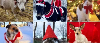 Vem blir Gotlands charmigaste juledjur? • Rösta till och med söndag