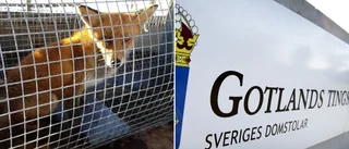 Man döms för djurplågeri • Hunden hade rävskabb men fick inte vård • Förnekar brott