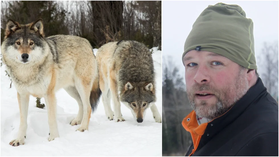Vargspår, spillning och urin hittades under fredagens spårning, berättar rovdjursinventeraren Staffan Claesson