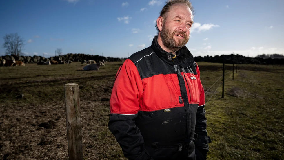 Peter Nilsson, ekobonde, bytte ut sin produktion av ekomjölk till ekokött.