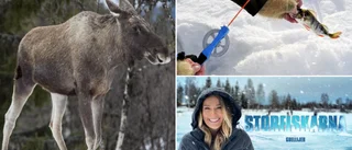 The SVT "slow-TV" team are coming to Skellefteå