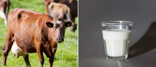 Antikroppar mot salmonella i mjölk från Gotland Grönt Centrum • ”Inga restriktioner i dagsläget”
