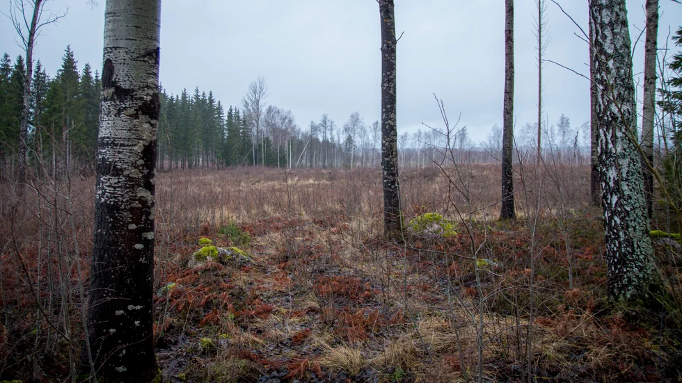 ”Däremot råder det inga tvivel om trakthyggesbrukets förödande inverkan på den biologiska mångfalden i skogen och den drastiska minskning av livsmiljöer som det åsamkat den svenska skogens rika naturliv.”