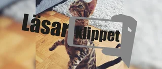 Se: Länets kanske lydigaste katt