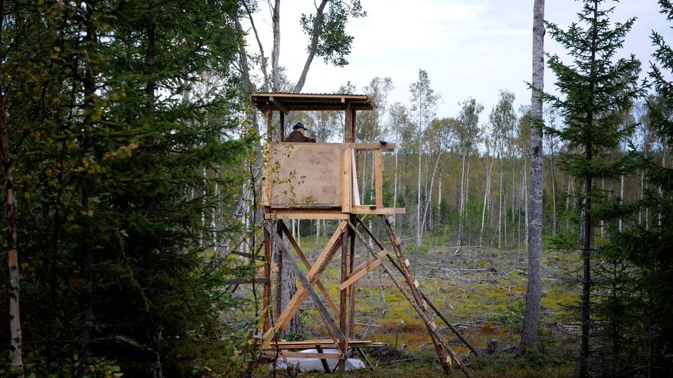Jaktsäsong. I Norrbotten startar björnjakten den 21 augusti och älgjakten den 7 september.