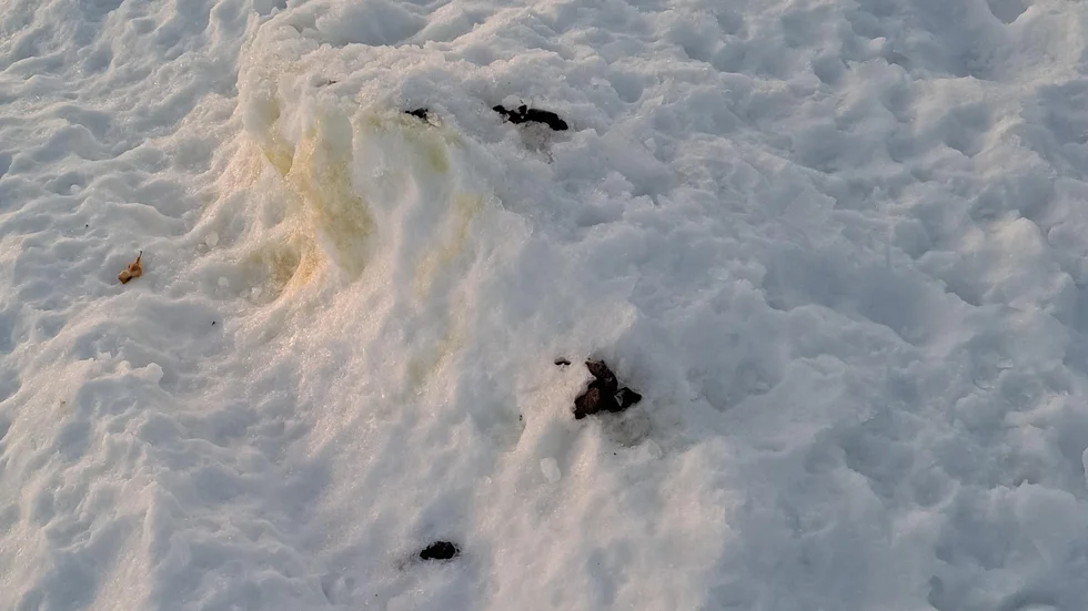Hundbajs längs isvägar och promenadstråk är inte roligt.