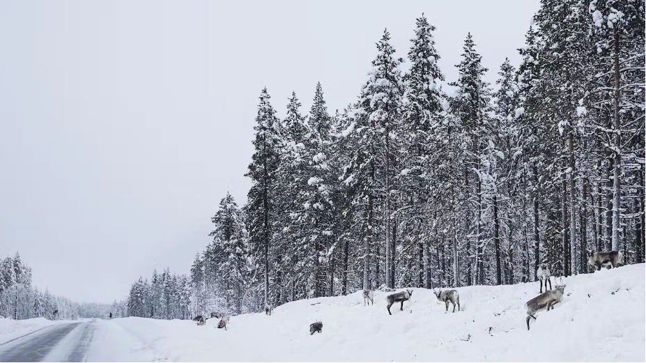På grund av snödjup och saltade vägar rör det sig många renar längs länets vägar.