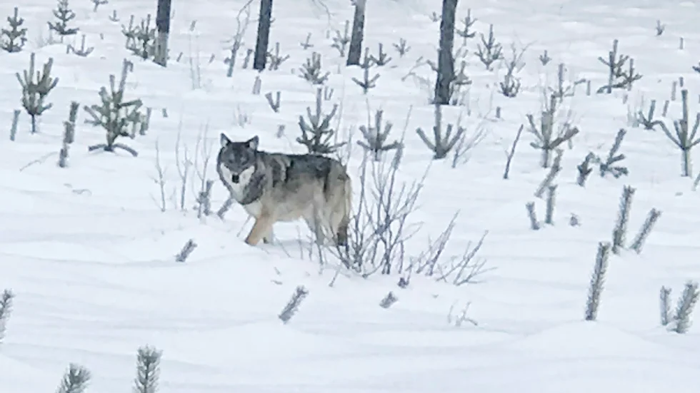 Vargen på nära håll. Foto: Anne Grethe Karlsen