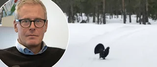 Nu kan den folkilskna tjädertuppen på Vitberget ha spelat färdigt – kommunen har ansökt om skyddsjakt: ”Vill undersöka möjligheten”