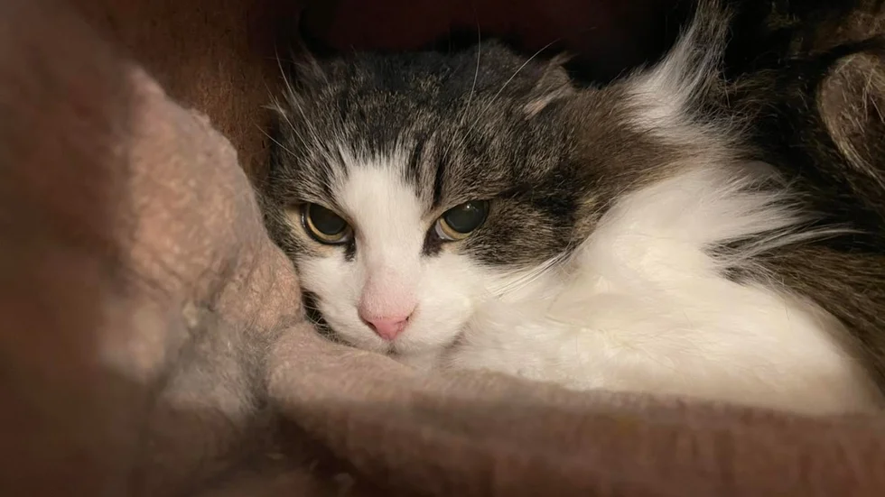 Katten "Gubben" vilar ut i stödhemmet. Hans stora intresse är att äta, berättar Camilla Zerpe. "Äntligen kan han äta så mycket han vill".