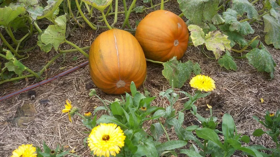 Pumpor. Vid kolonilotten.