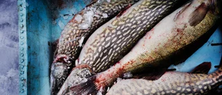 Fiskevatten med tiokilosgäddor lyfts fram