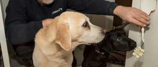 Labradoren Nicke är årets bragdhund 202: "Verkar vara en klok hund"