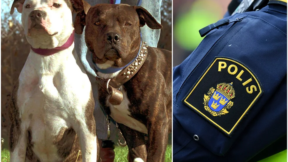 Två hundar av rasen pitbullterrier (dock inte dessa två på bilden) attackerade paret i trapphuset i Hageby.