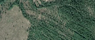 Ny ägare till skogen på Utterliden 2 i Arvidsjaur