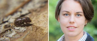 Nya draget – barkborrens härjningar ska hittas från luften: "En unik situation"
