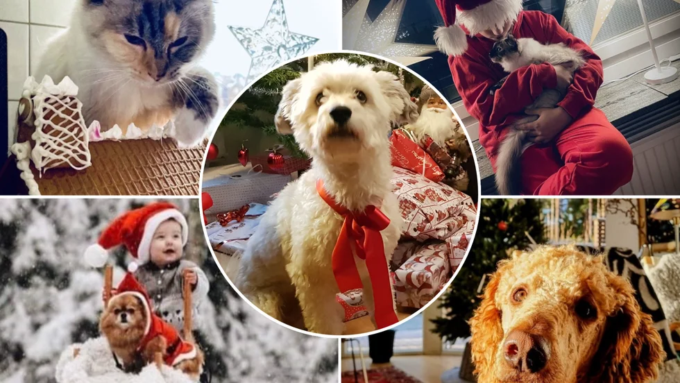 I mitten syns Bob Hund på en bild som Strängnäsbon Peter Nykvist har mejlat in. Här syns också några av de bilder som läsare laddat upp via vår sajt.