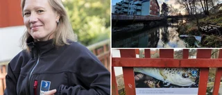 Packat med fiskar nedanför Trosa kvarn – ny passage ska hjälpa dem uppströms