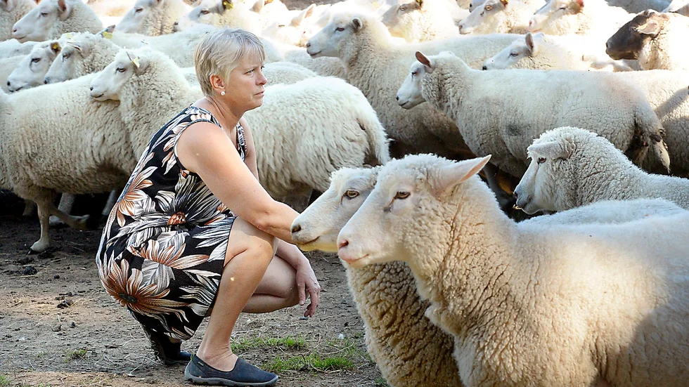 Fårfarm. Gunilla Blomberg med några av gårdens närmare 300 tackor. Foto: Ulf Johansson.