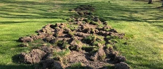 Här är svinens verk – på golfbanan