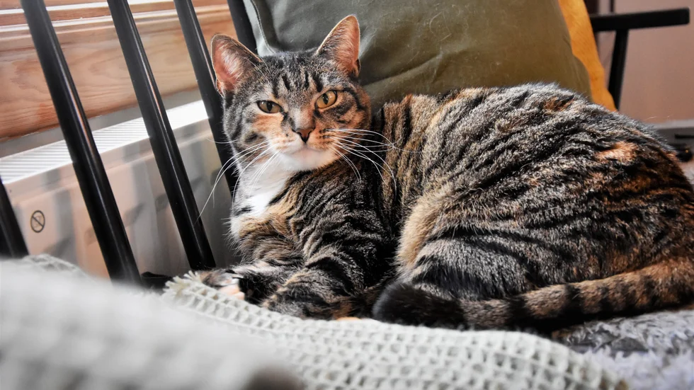 Paret har cirka 15 katter, de flesta av dem bor i källaren eller ute. De säger sig inte ha råd att ge katterna veterinärvård. (Katten på bilden har inget med texten att göra.)