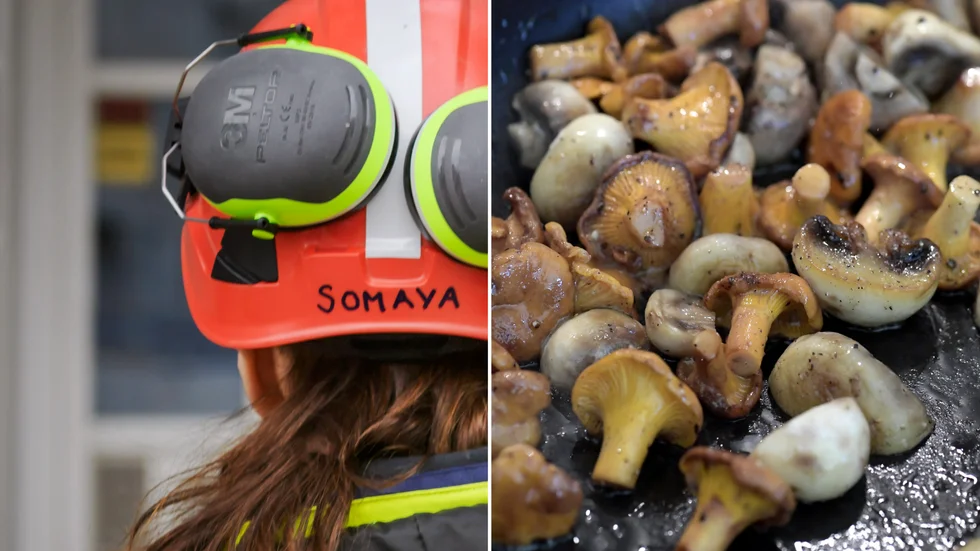 Byggindustri och produktion av matsvamp är områden som nystartade bolag i Skellefteå ska verka inom.